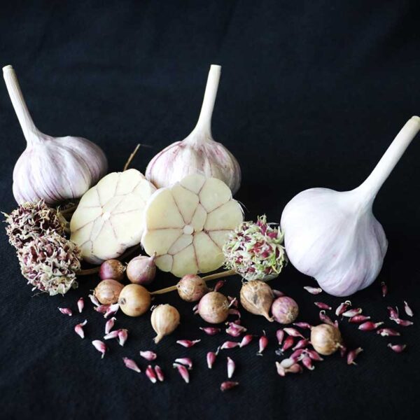 Garlic Babylon