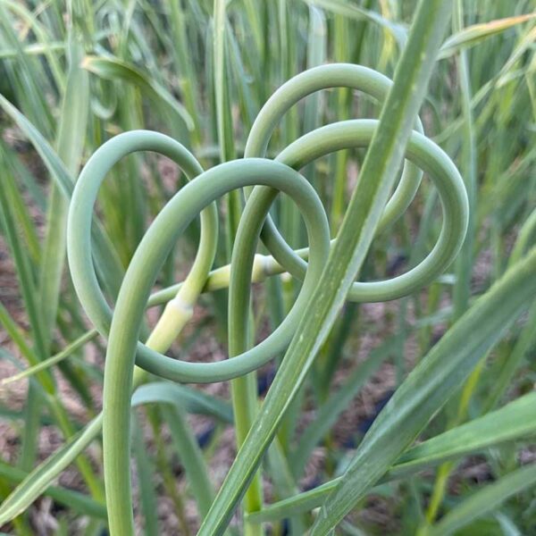 GARLIC SCAPES
