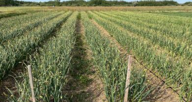Planting Garlic