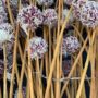 6 Proven Health Benefits of Garlic