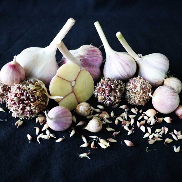 Garlic Elephant