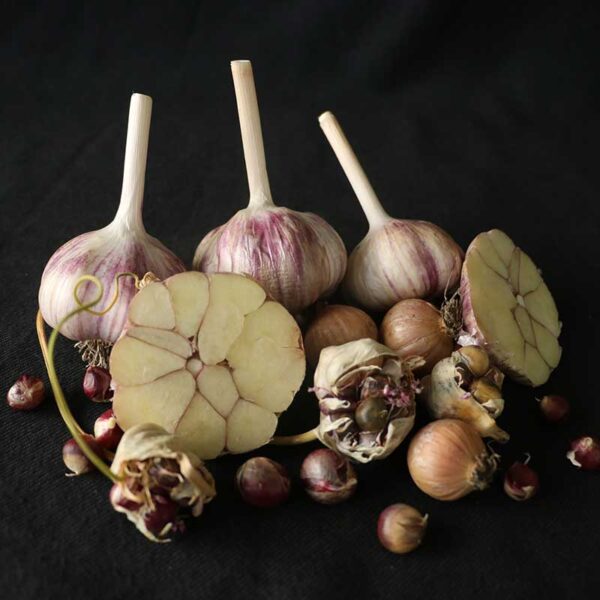Garlic German Red