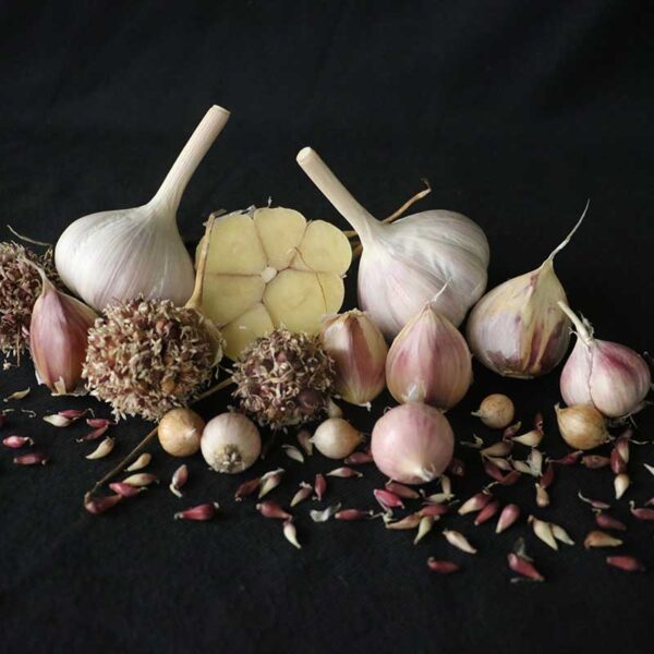 Garlic Majestic