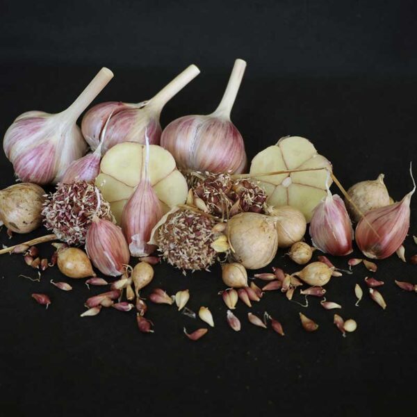 Garlic Polish