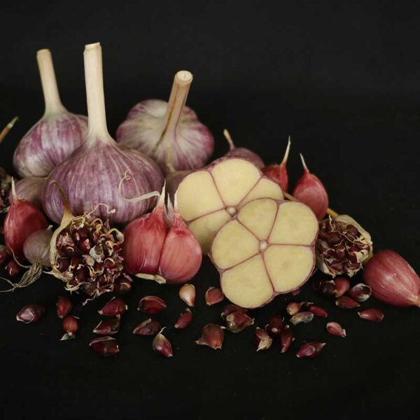 Garlic Purple Russian