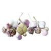 Onion Genus