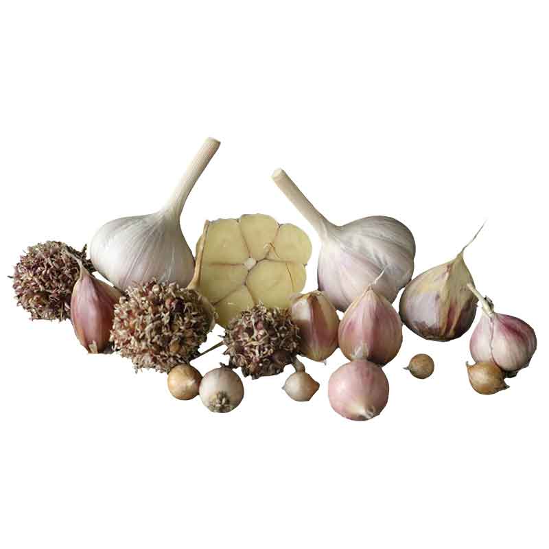 All Garlic