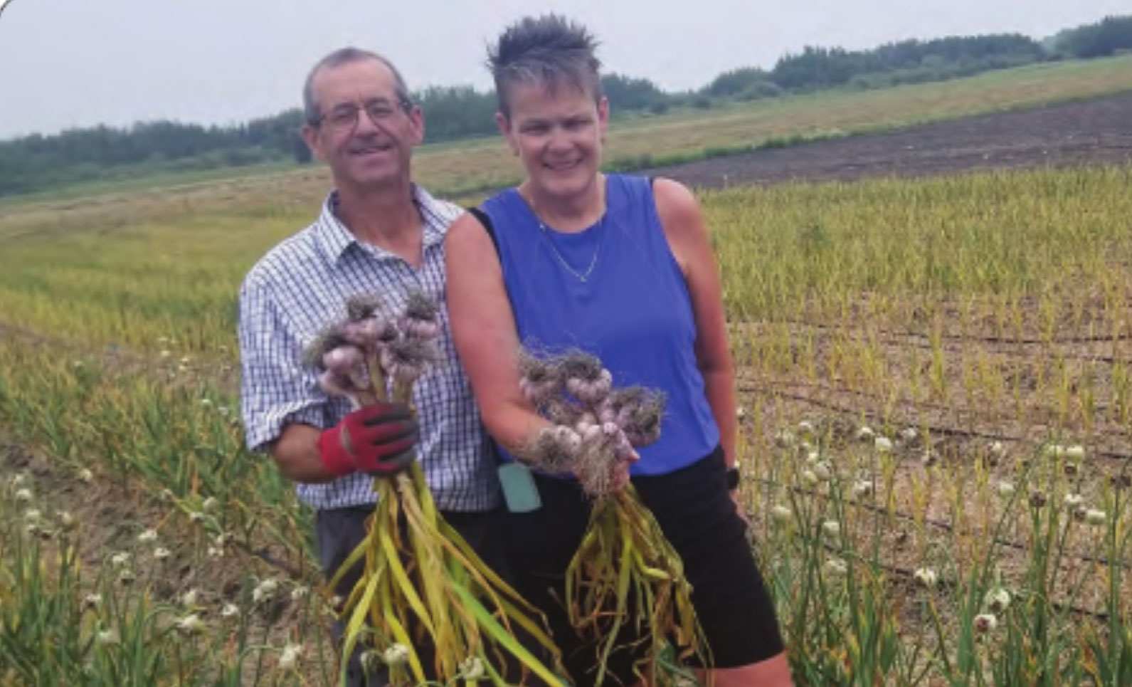 Lockport couple growing quality garlic for a decade